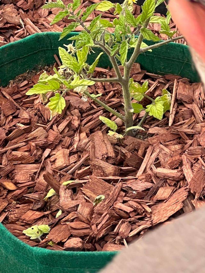 Skipping Mulch Skipping Mulch