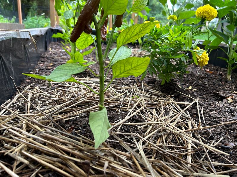 Skipping Mulch Around Disease Prone Plants