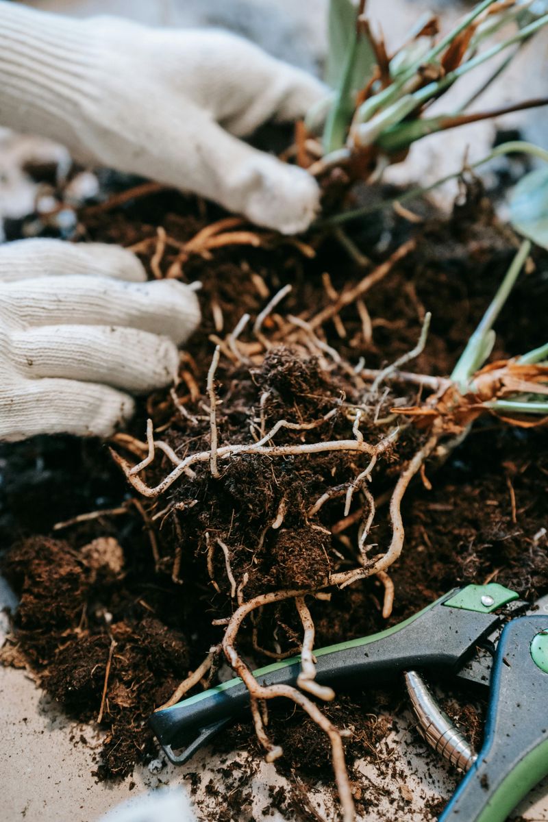 Skipping Mulch Around The Base Of Plants