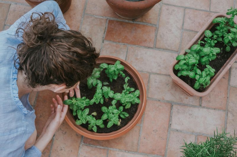Skipping Mulch Around The Base Of Plants