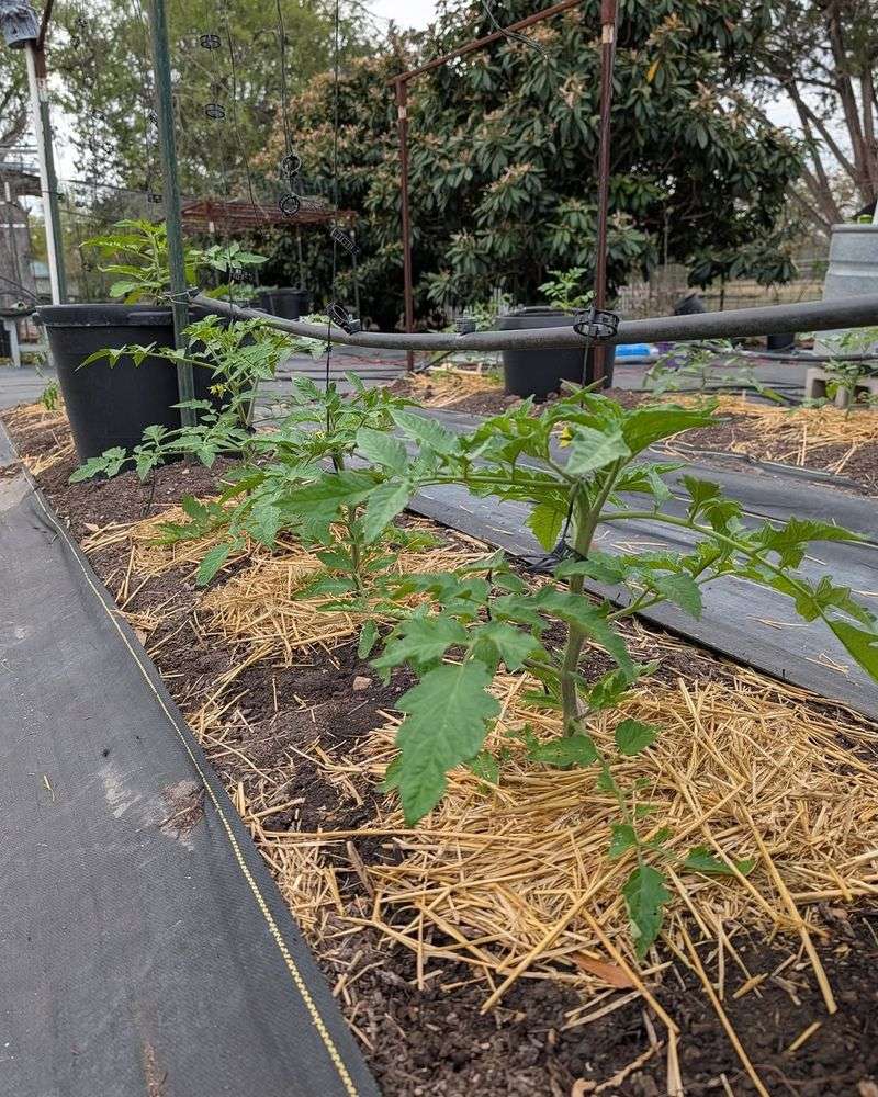 Skipping Mulch Before Temperatures Start Rising