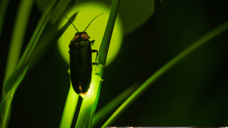 Skipping Pesticides Protects The Insects Fireflies Depend On