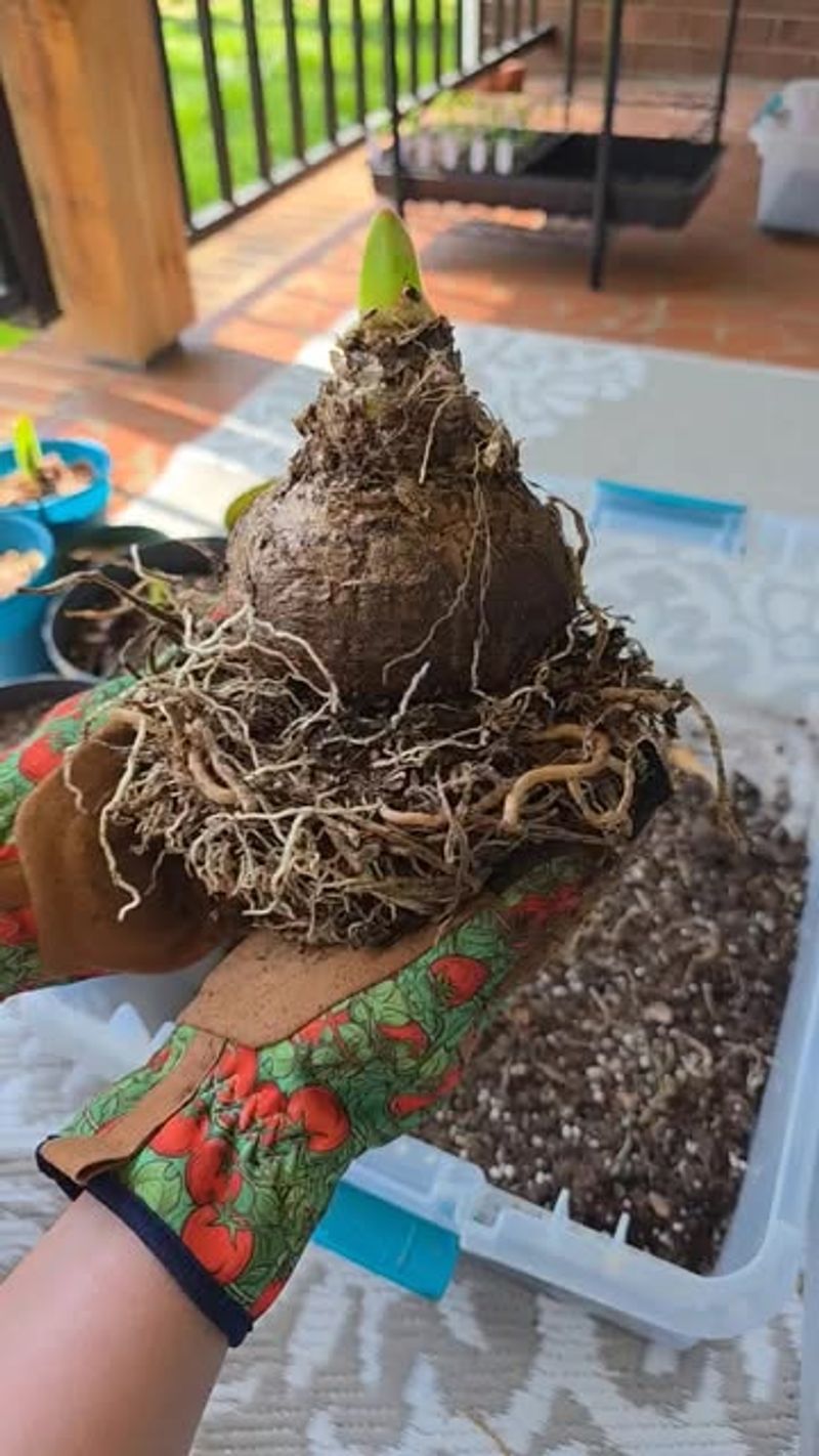 Skipping The Dormancy Period