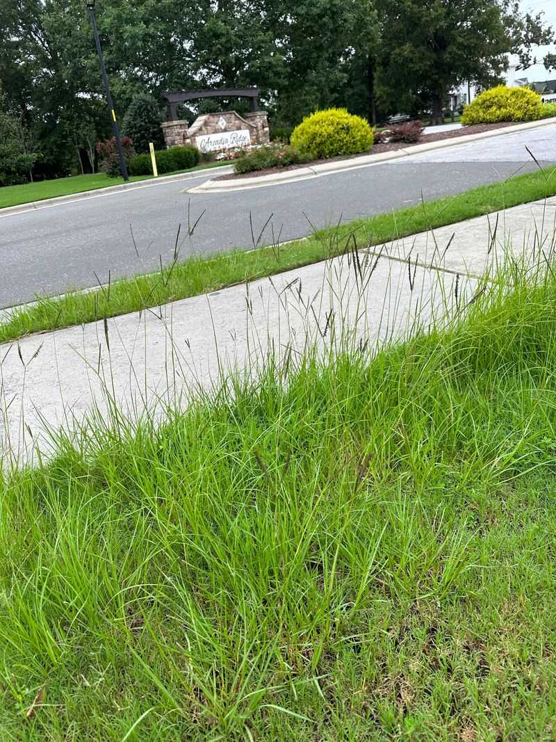 Skipping The Mow Gives Your Lawn The Break It Needed Skipping The Mow Gives Your Lawn The Break It Needed