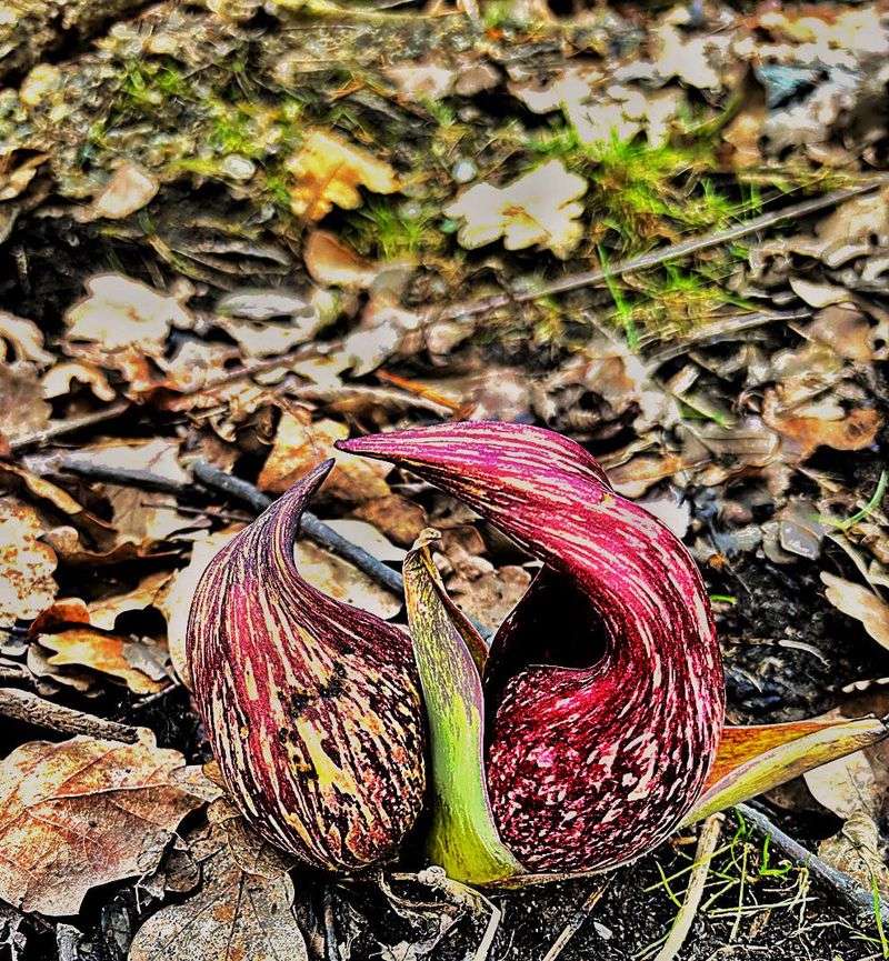 Skunk Cabbage Actually Needs That Standing Water