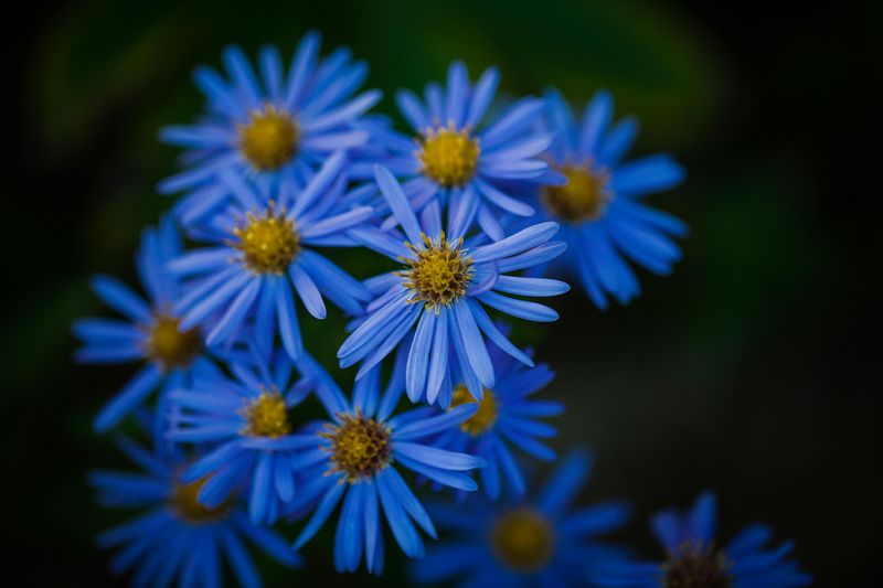 Sky Blue Aster