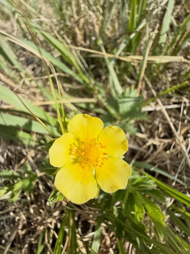 Slender Cinquefoil