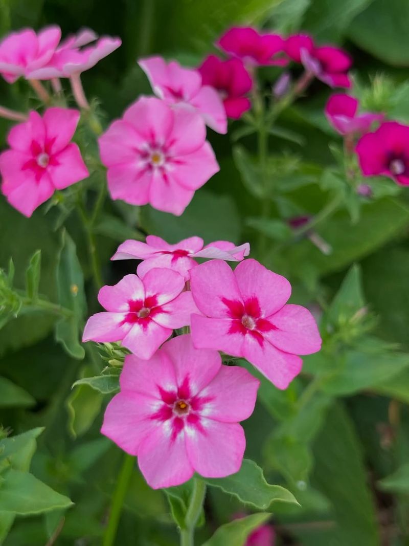 Slender Phlox