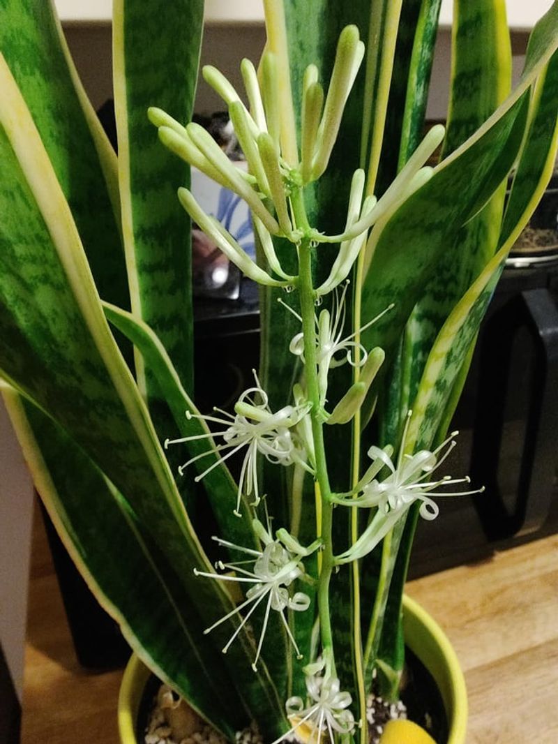 Slightly Root Bound Plants Tend To Bloom More Easily Slightly Root Bound Plants Tend To Bloom More Easily