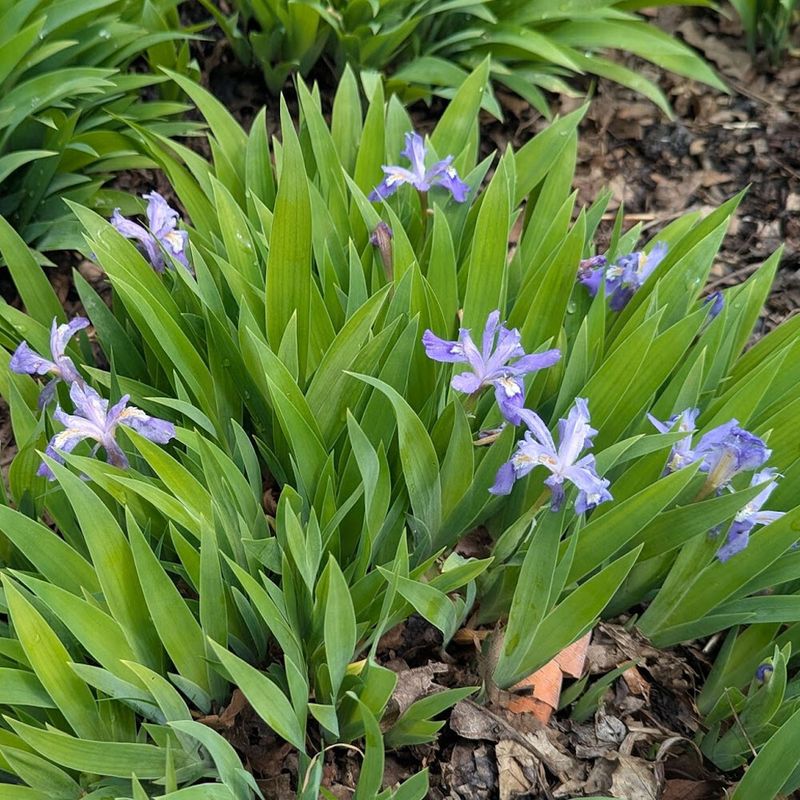 Slip Crested Iris Into Part Shade For Low Waves Of Blue