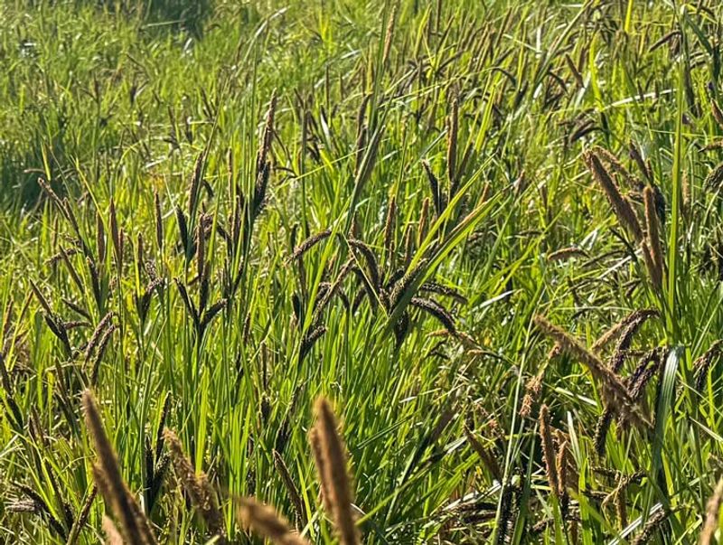 Slough Sedge