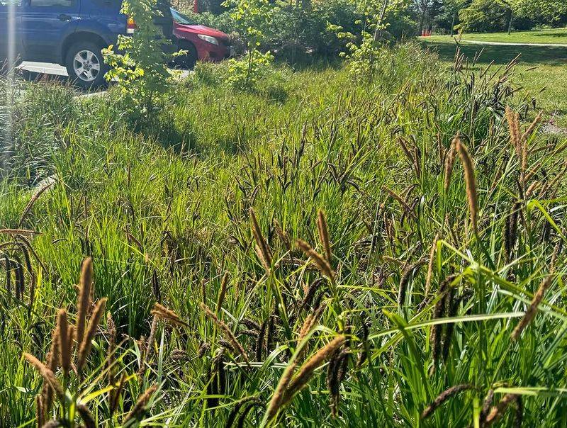 Slough Sedge