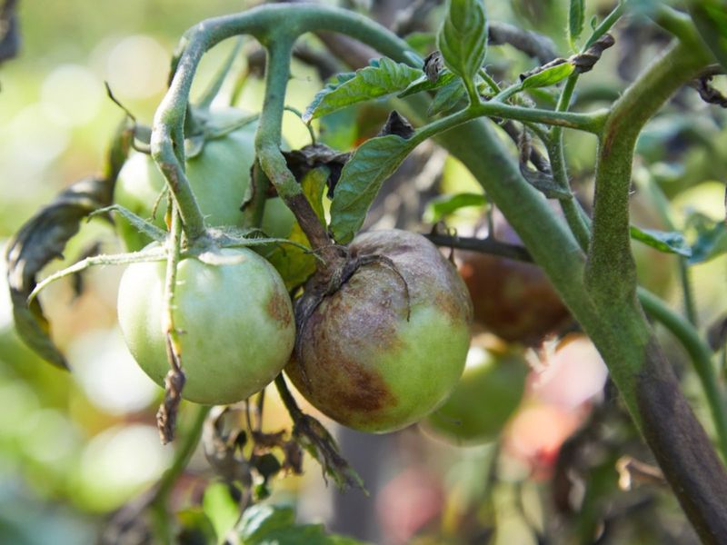 Slow Late Blight With Fast Garden Action