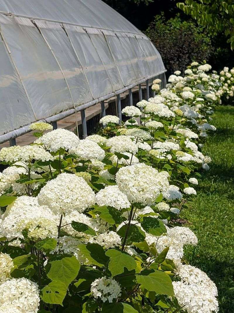 Slow Release Fertilizer Usually Lasts Longer Between Feedings