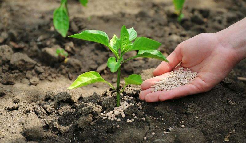 Slow Steady Feeding Keeps Florida Gardens Stronger
