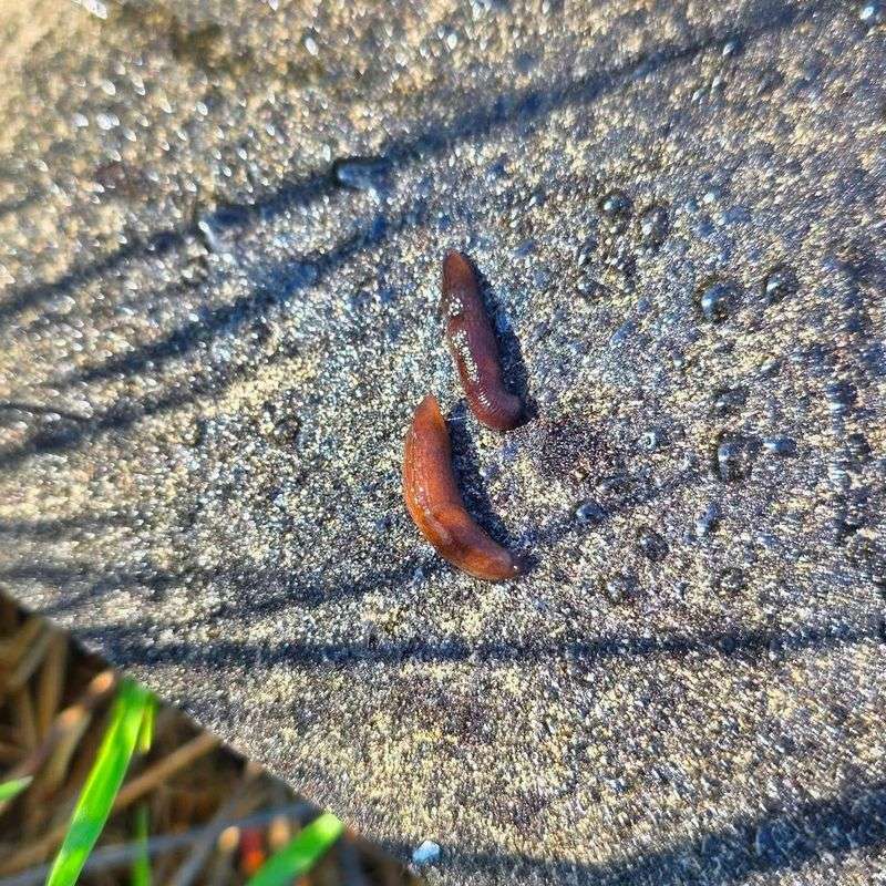 Slug Season Doesn't End When The Rain Slows Down Slug Season Doesn't End When The Rain Slows Down