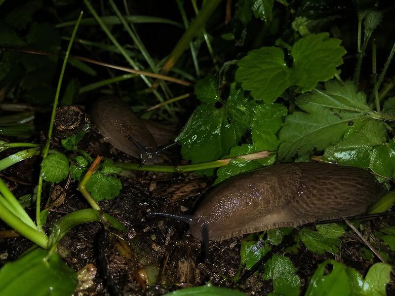 Slugs And Snails