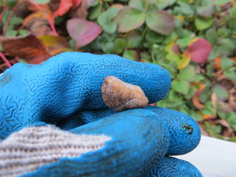 Slugs Can Be A Winter Problem For Cyclamen Leaves Slugs Can Be A Winter Problem For Cyclamen Leaves