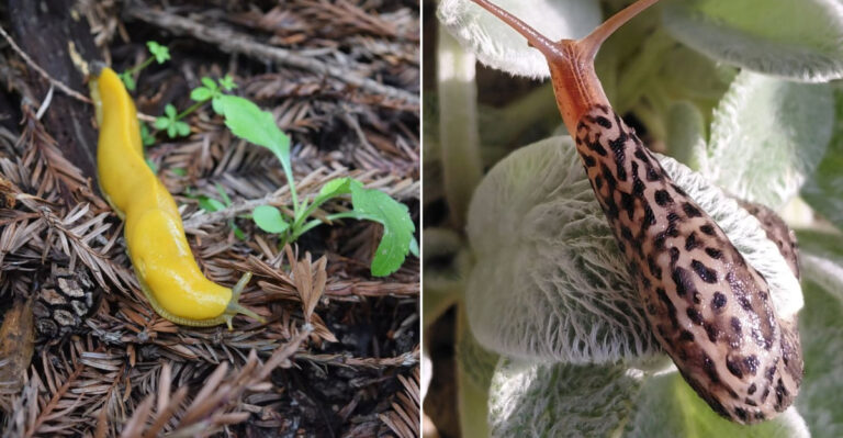 Slugs That Trouble Oregon Gardens And How To Control Them Naturally