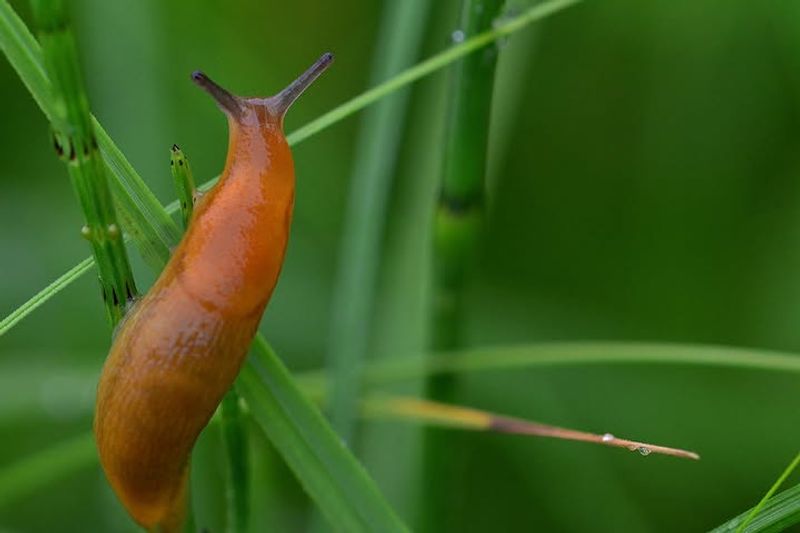 Slugs