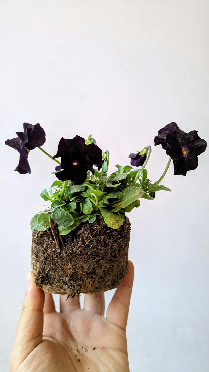 Small Baskets Are Setting Your Petunias Up To Fail Small Baskets Are Setting Your Petunias Up To Fail