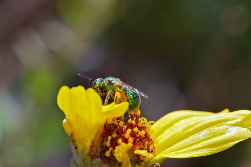 Small Bees Make Big Harvests