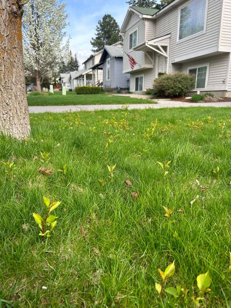 Small Bradford Pear Seedlings Can Turn Invasive Fast