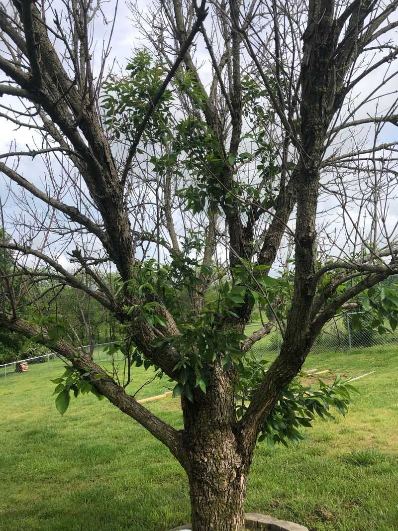 Small Branches Sprouting Along The Trunk Can Signal Serious Stress