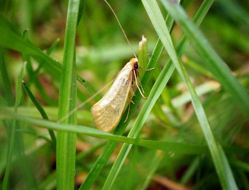 Small Brown Moths Flying Up From Grass Are A Major Warning Sign Small Brown Moths Flying Up From Grass Are A Major Warning Sign