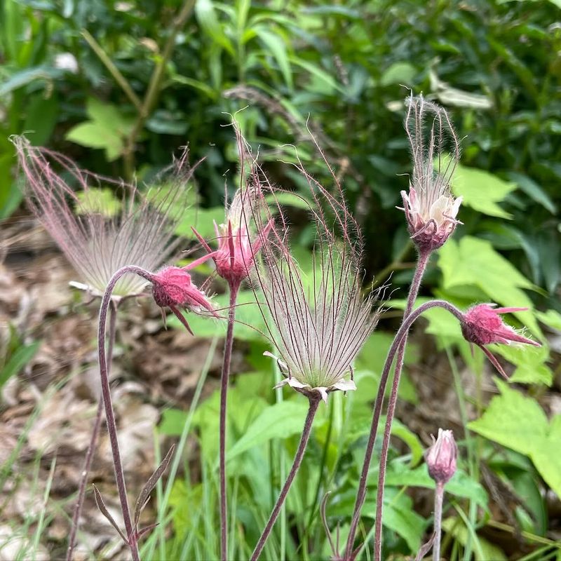 Small But Mighty In The Landscape