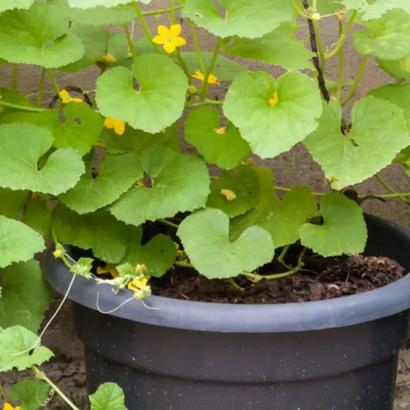 Small Containers Dry Out Too Fast During Heat