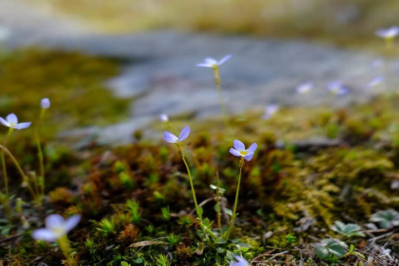 Small-Flowered Tonella