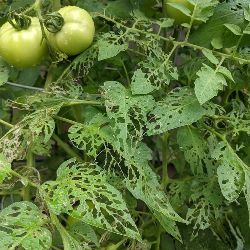Small Holes In Leaves And Stems
