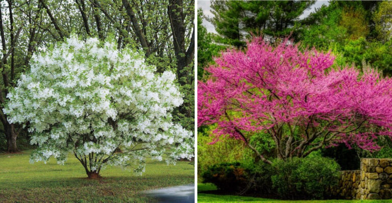 Small Native North Carolina Trees That Provide Big Shade Without The Root Damage