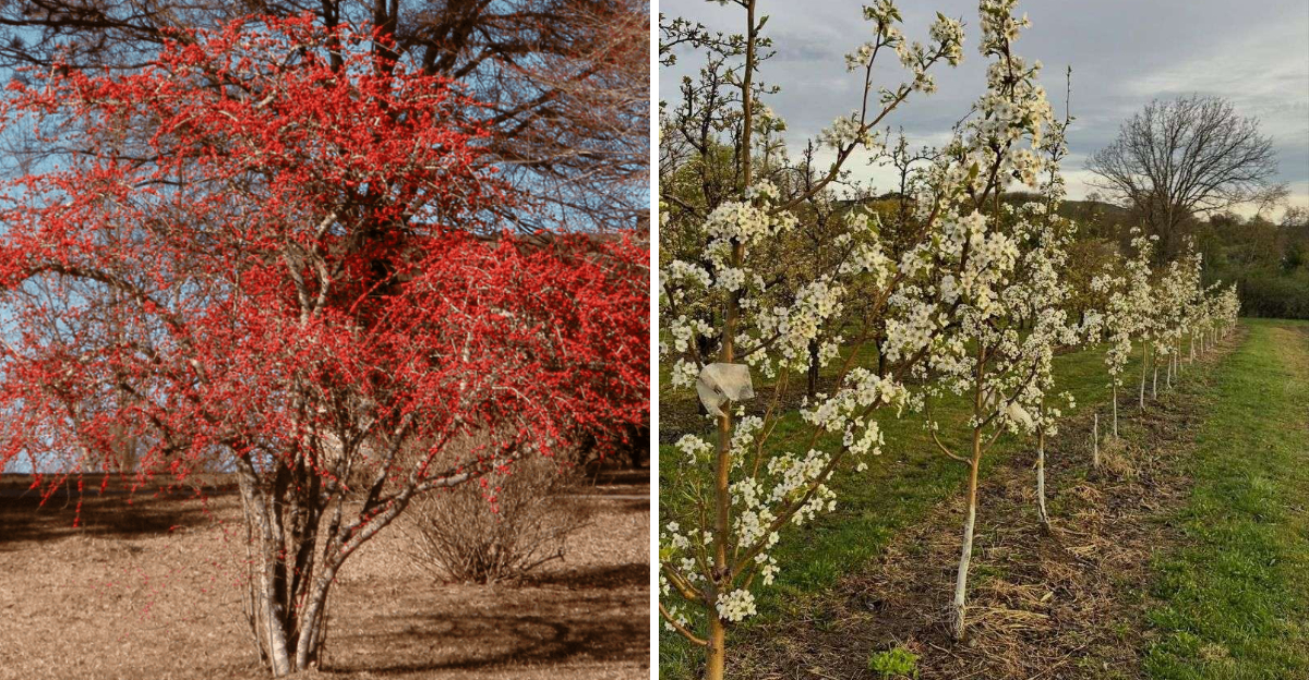 Possumhaw Holly and Mexican Plum