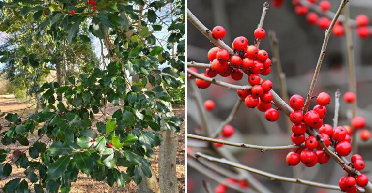 American Holly and Possumhaw Holly