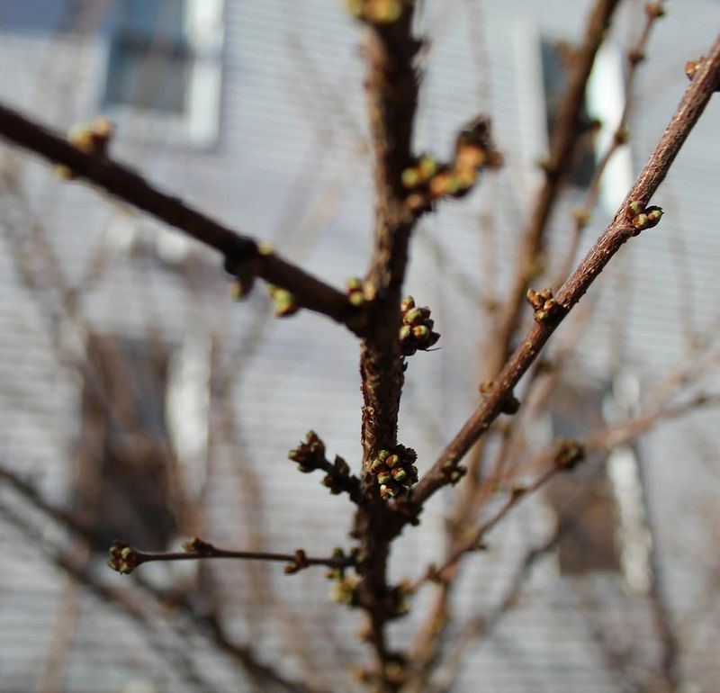 Small Or Stunted New Growth On Branches
