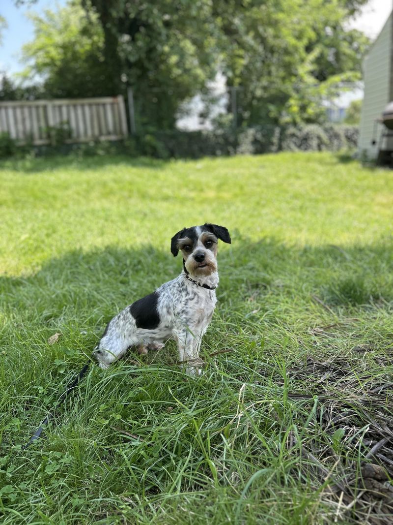 Small Pets Left Outside Alone Can Draw Attention