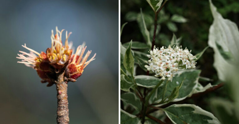 Small Trees That Bring Big Charm To Wisconsin Yards