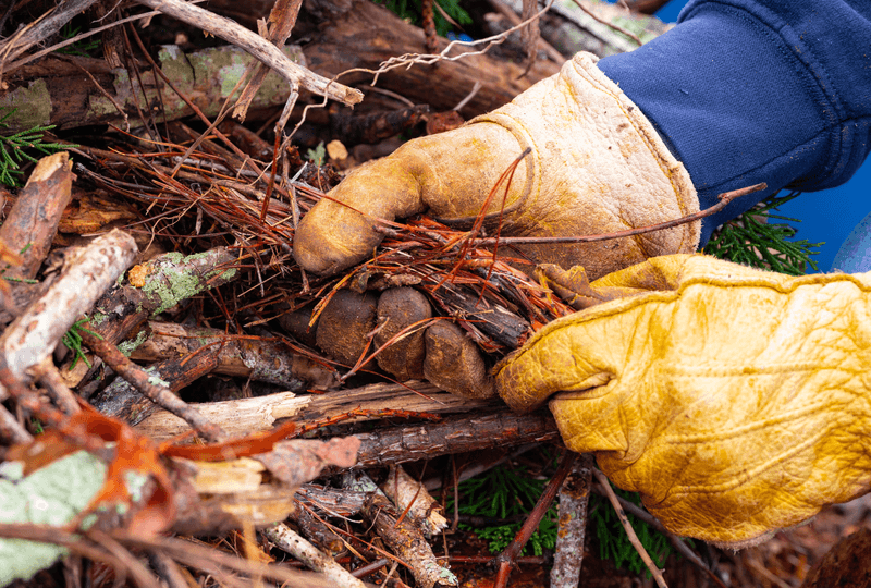 Small Twigs And Ground Brush Help Air Move Through