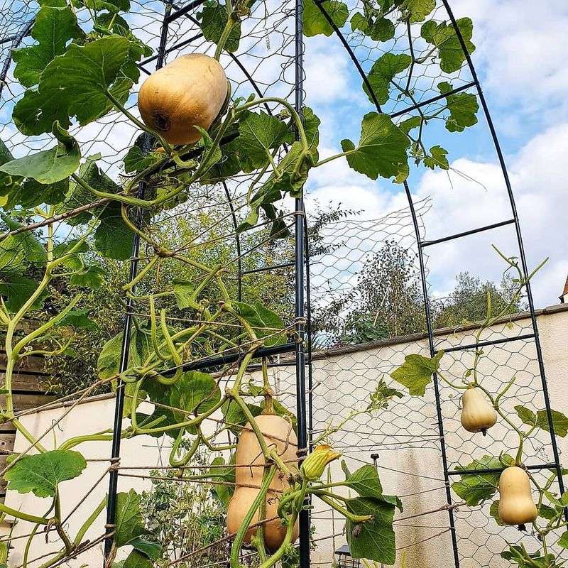 Small Winter Squash Varieties Can Be Trained Vertically In North Carolina Gardens