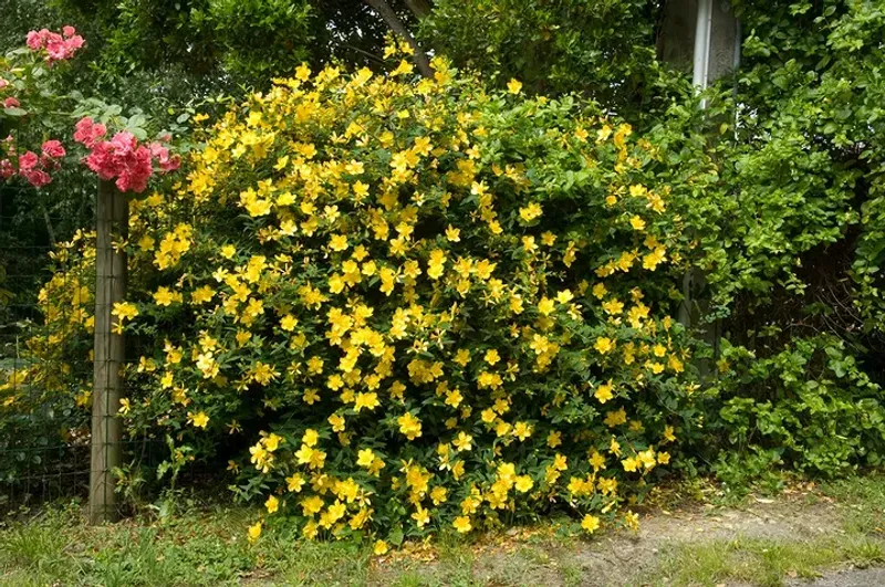 Small Yellow Flowers Carry The Show Through Summer Small Yellow Flowers Carry The Show Through Summer