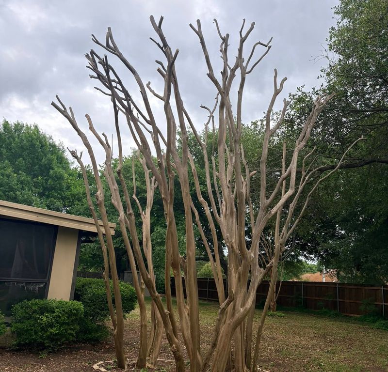 Smaller Cuts Help Preserve Stronger Natural Branches