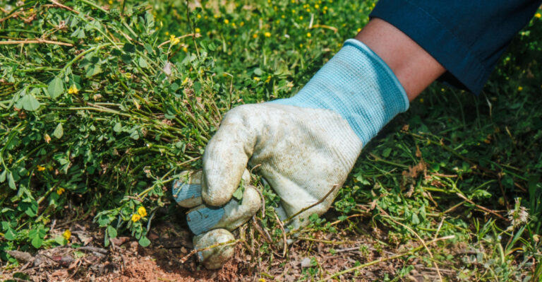 Smart May Tricks Oregon Gardeners Use To Stop Weeds Before They Spread