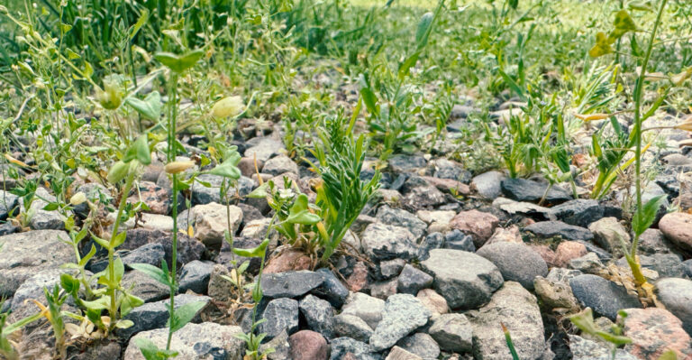 Smart Tricks California Gardeners Should Use To Prevent Weeds In Gravel