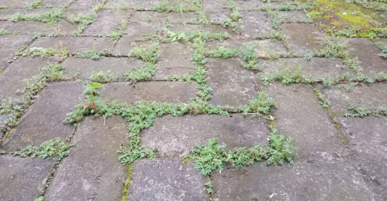 weeds between pavers
