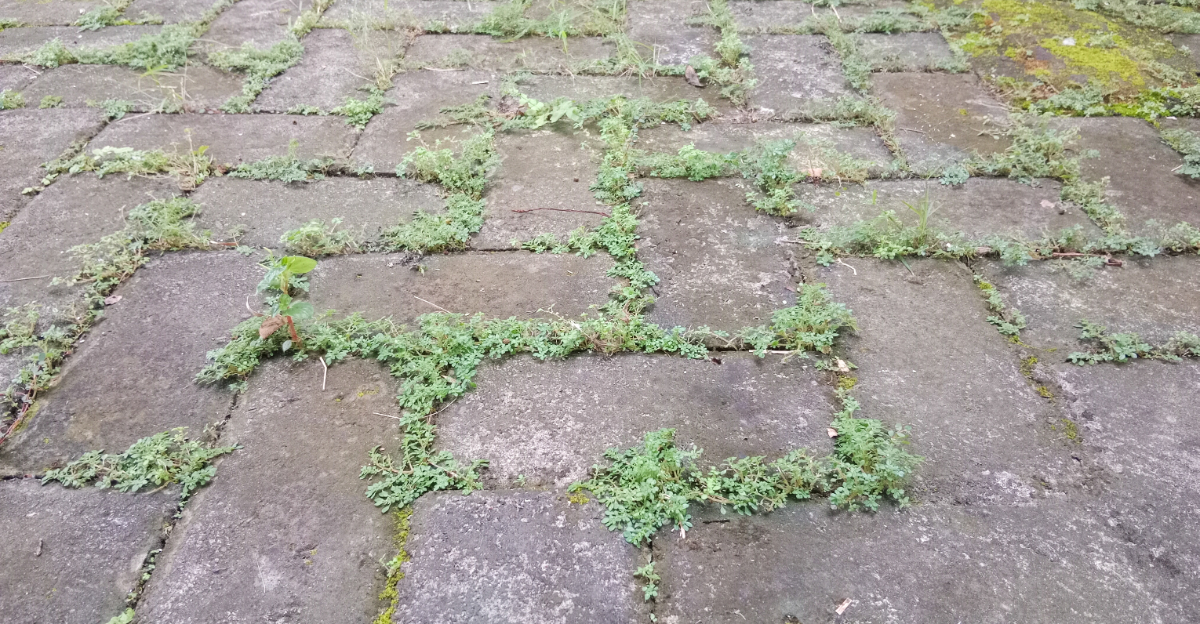 weeds between pavers