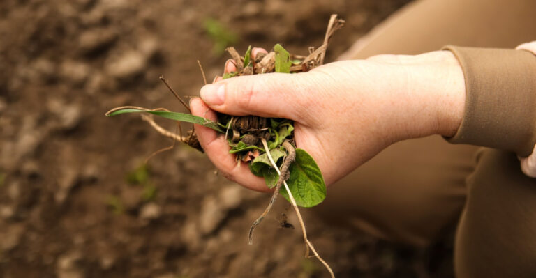 Smart Tricks Ohio Gardeners Should Use To Prevent Weeds In New Garden Beds