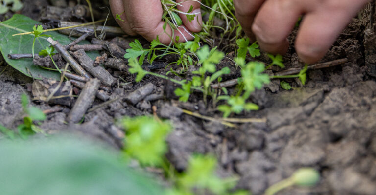 weeds in raised bed