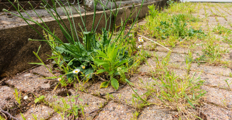 Smart Tricks Oregon Gardeners Should Use To Prevent Weeds Between Pavers